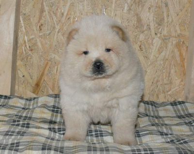  filhotes chow chow para adopção