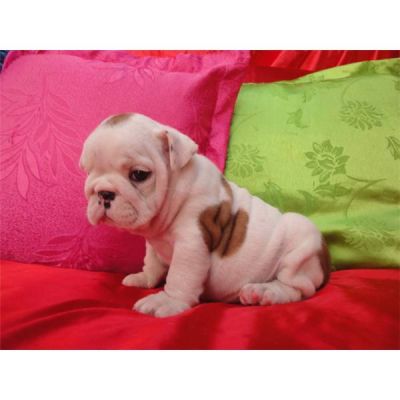 Bulldog Inglês filhotes a partir do conteúdo topo