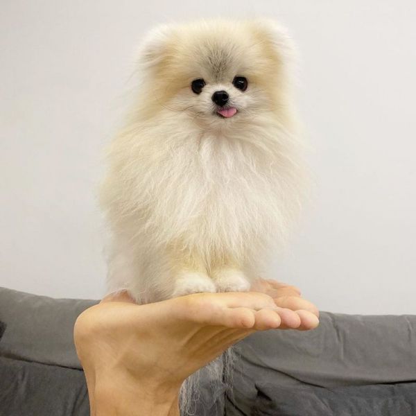 Cachorro da Pomerânia pronto para adoção