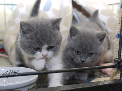 casa bem e mão levantada britânico do shorthair gatinhos prontos para adoção