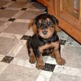 cute e adorável Airedale Terrier para adoção livre de contato para mais informações.