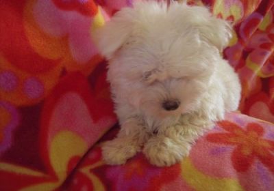 casa levantar maltês cachorros para adopção livre para pedir mais detalhes agora!