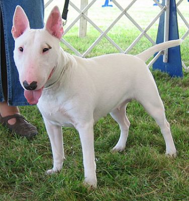 Bull Terrier filhotes disponíveis para adoção.
