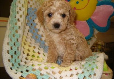 temos filhotes de labrador para adoção livre de contato para obter mais dados