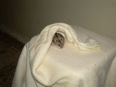 Hamsters russo e Coelhos anões