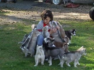 Husky Siberiano para estar em casa novamente.