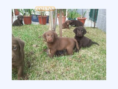 labradores entrega imediata -- exelentes 
