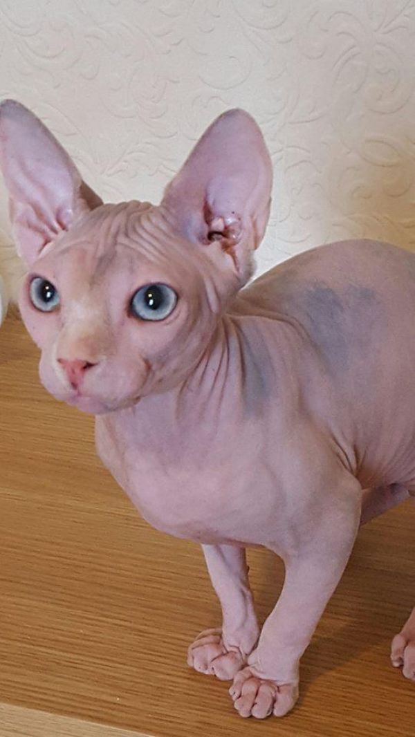 Gatinho adorável do sphynx