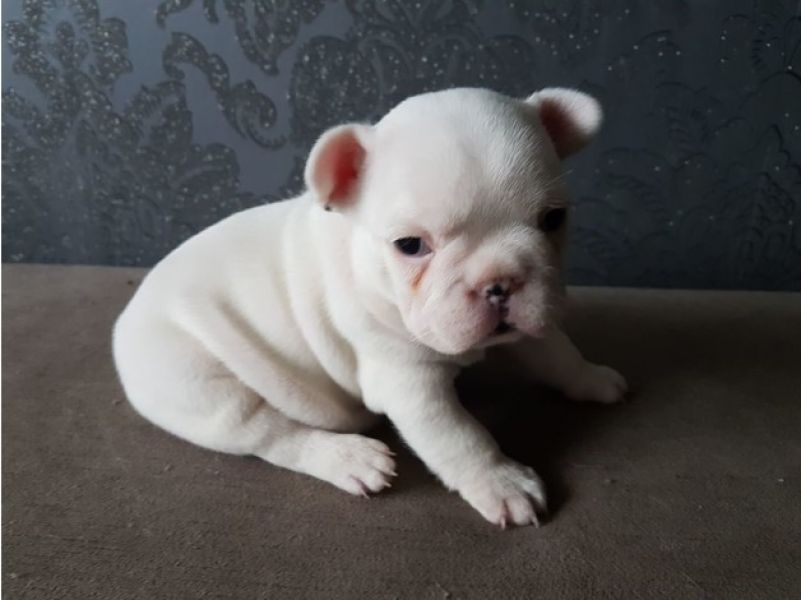 Filhotes Bulldog Francês Saudáveis