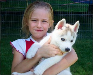 Cute e adorável husky siberiano filhotes para adoção,