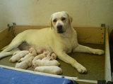 Labrador Retriever amarelos