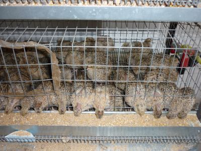 codorniz japonica e ovos galados