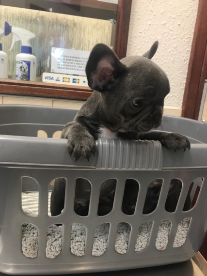 Filhotes Bulldog Francês Saudáveis de Qualidade