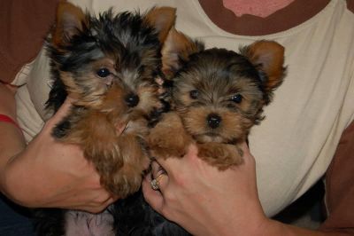 Yorkshire terrier filhotes para adoção em Portugal