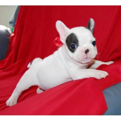 filhotes bulldog francês