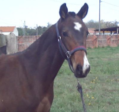 cavalo: negoceio futuro garanhão (Landgraf/Capitol/ Libero H/ Calypso) com roulote/atrelado 