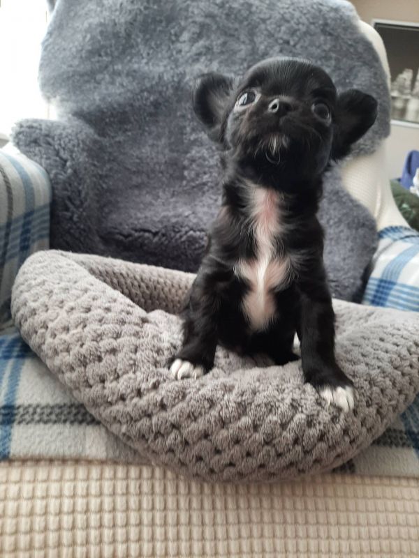 Vendo lindos filhotes de chihuahua