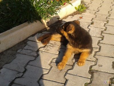 PASTOR ALEMAO DE QUALIDADE - 967888237