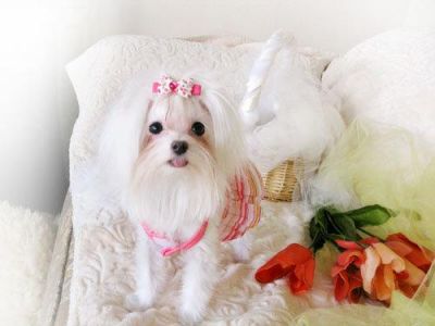 Filhotes de cachorro cute maltês para cuidar uma pessoa só.