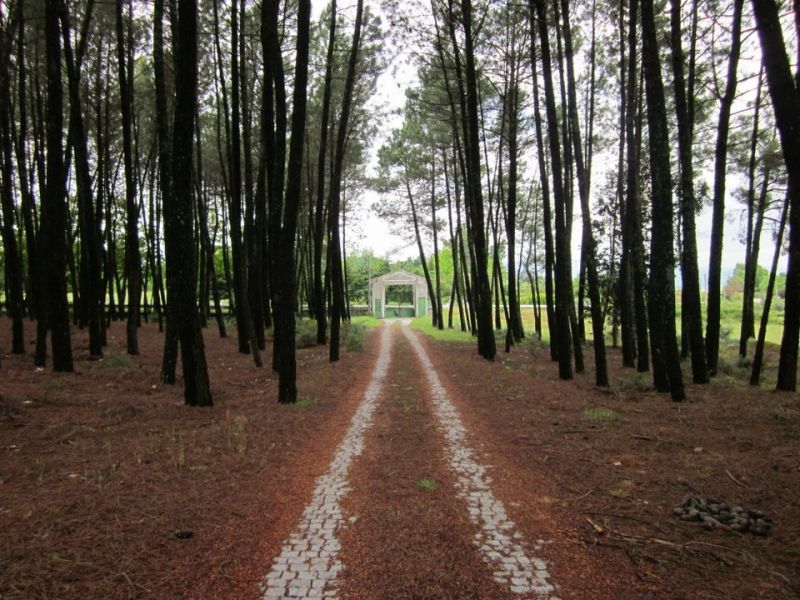 Quinta com moradia T5