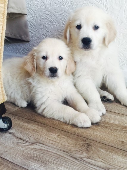 Filhotes de Golden Retriver machos e fêmeas