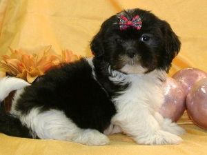 Shih Tzu cachorros pronto para uma nova casa bonita