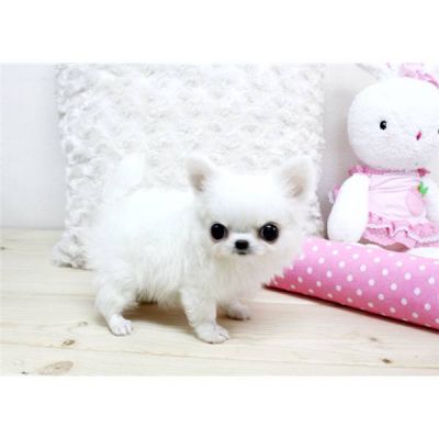 Adorable chihuahua cachorros