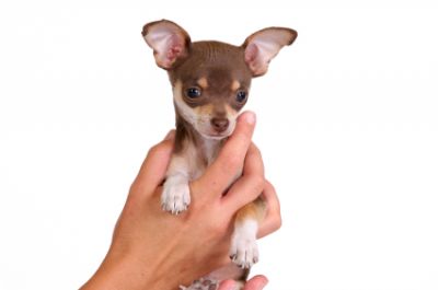 filhotes de cachorro chihuahua para adoção