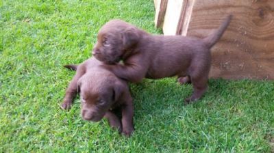8 de labrador cachorros para la venta.