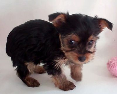 Teacup yorkie cachorro para casa cuidando