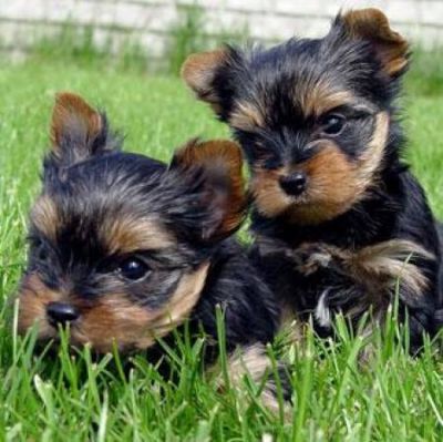 macho e fêmea filhotes yorkies para adoção