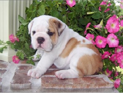 bem em casa levantou Inglês bulldog cachorrinho agora disponível para sair,