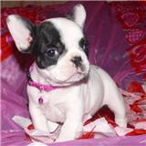 2 buldogue francês cachorros para adopção.