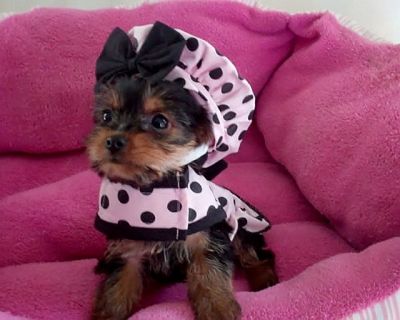 Teacup yorkie cachorro para casa cuidando