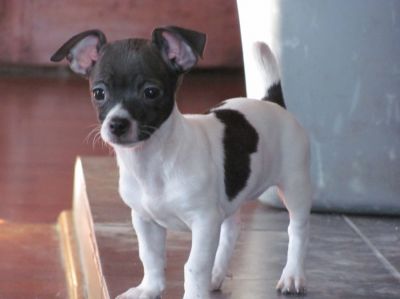 Chihuahua cachorrinho precisa de um novo lar