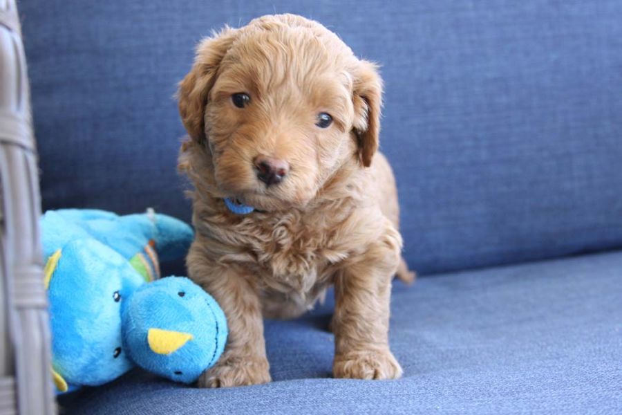 Filhotes de Golden Doodle  machos e fêmeas para 