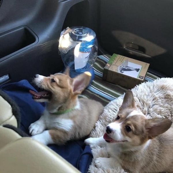 Filhotes de Welsh Corgi disponíveis