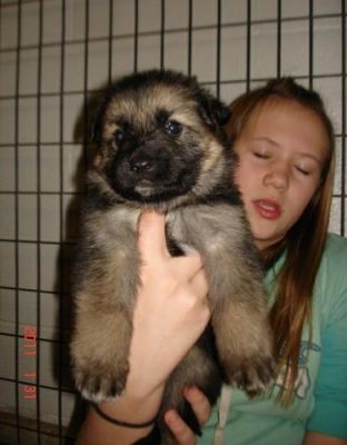 pastor alemão filhotes para adoção