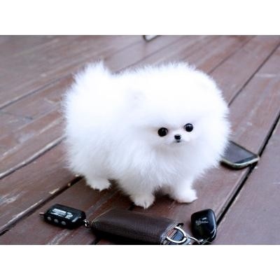 Filhotes de Pomeranian disponíveis