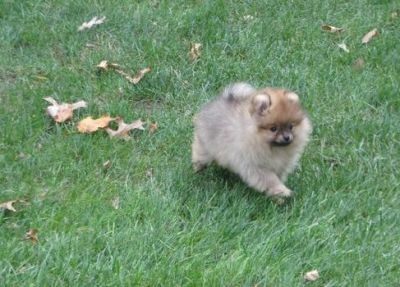 Pomeranian cachorros para adopção
