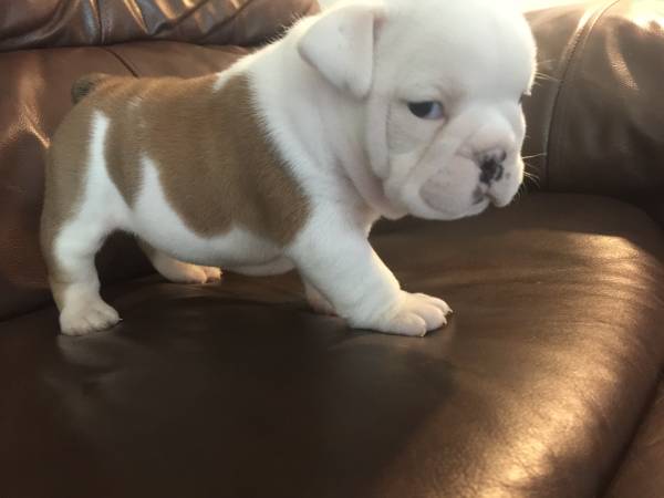 Temos filhotes de Bulldog Inglês 