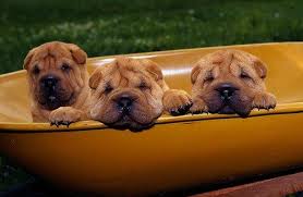 Filhotes de cachorro shar pei pronta agora