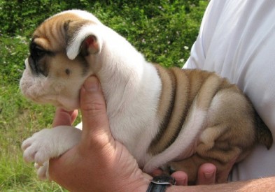  Filhotes bulldog inglês para adoção