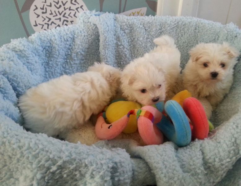 Filhotes de Maltês agradáveis e saudáveis disponíveis