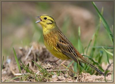 Vendo Escrevedeira-amarela (Emberiza Citrinella) Macho anilhado