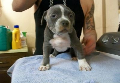 11 semanas de idade American Bully filhotes para adoção livre de contato para mais detalhes e fotos