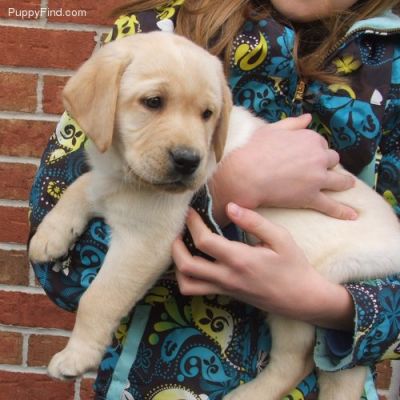 bonito e bem treinado potty do filhote de cachorro retriever labrador para adopção