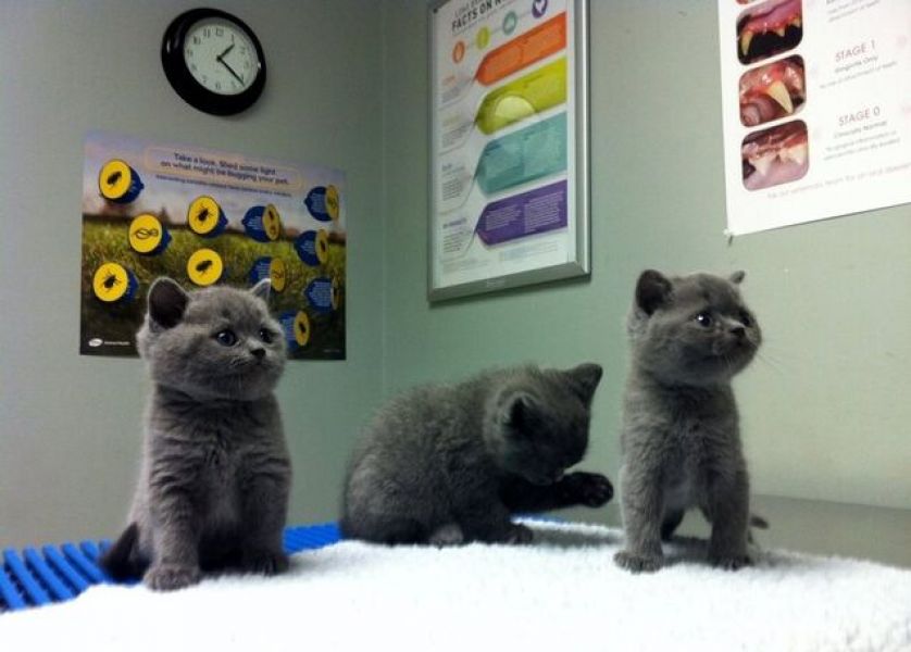 Gatinhos de cabelo curto britânicos