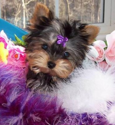 adorável yorkie cachorros para adoção livre