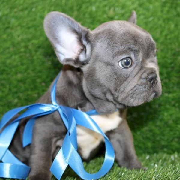 Cachorros bulldog francés entrenados a la venta